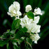 Bougainvillea - Plant
